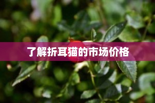了解折耳猫的市场价格