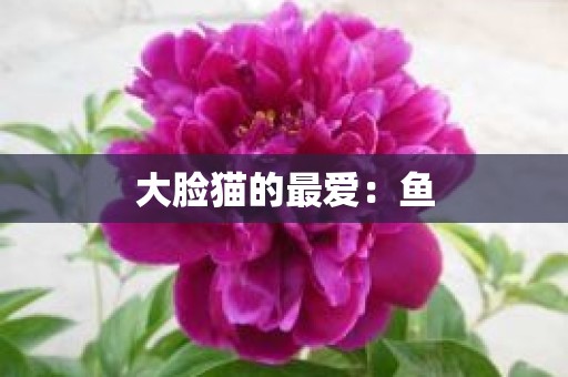 大脸猫的最爱：鱼