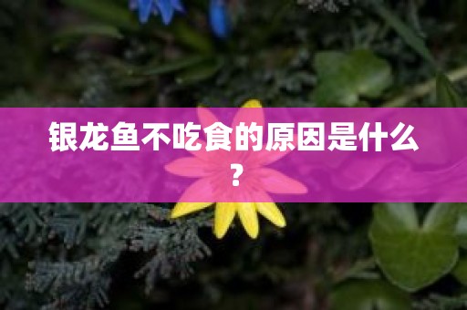 银龙鱼不吃食的原因是什么？