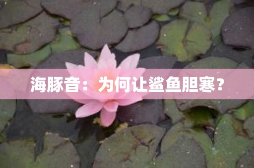 海豚音：为何让鲨鱼胆寒？