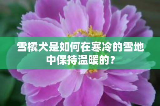 雪橇犬是如何在寒冷的雪地中保持温暖的？