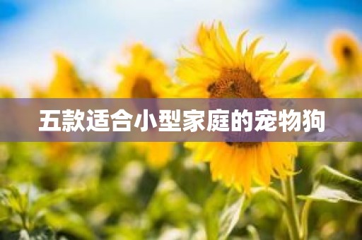 五款适合小型家庭的宠物狗