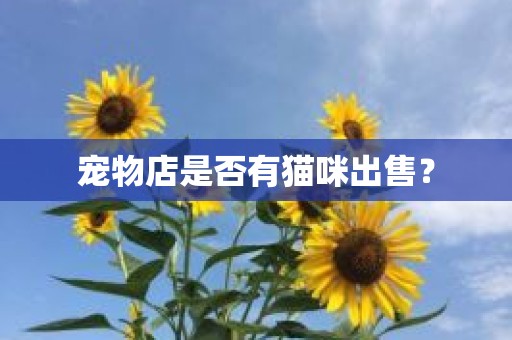 宠物店是否有猫咪出售？