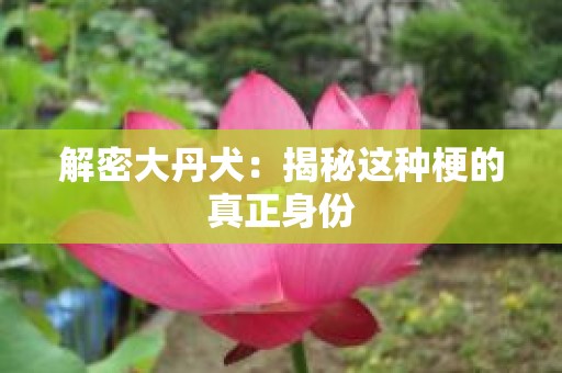 解密大丹犬：揭秘这种梗的真正身份