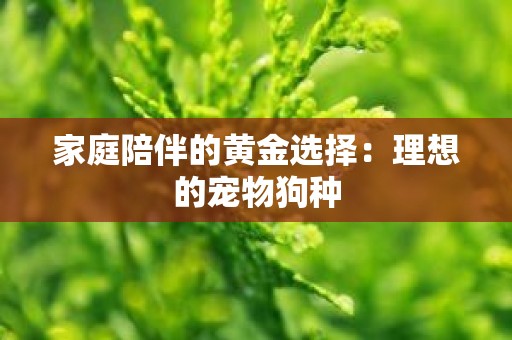 家庭陪伴的黄金选择：理想的宠物狗种