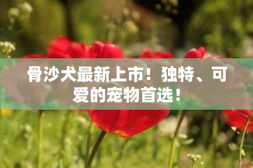 骨沙犬最新上市！独特、可爱的宠物首选！