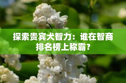 探索贵宾犬智力：谁在智商排名榜上称霸？