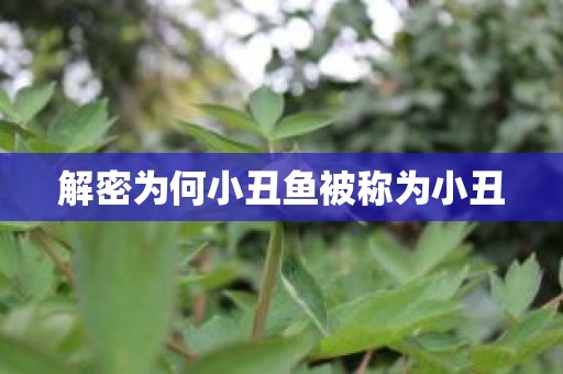 解密为何小丑鱼被称为小丑