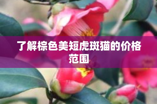 了解棕色美短虎斑猫的价格范围