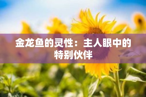 金龙鱼的灵性：主人眼中的特别伙伴
