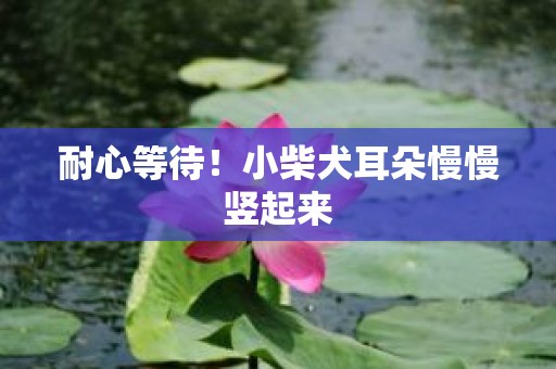 耐心等待！小柴犬耳朵慢慢竖起来
