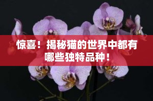 惊喜！揭秘猫的世界中都有哪些独特品种！