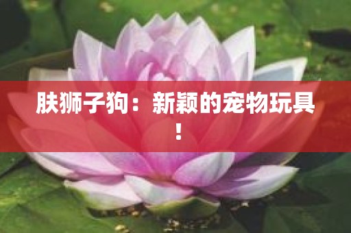 肤狮子狗：新颖的宠物玩具！