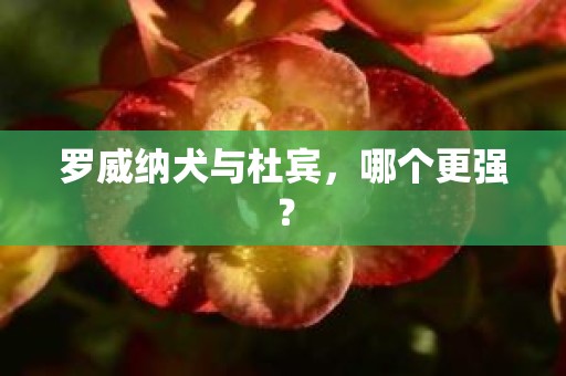 罗威纳犬与杜宾，哪个更强？