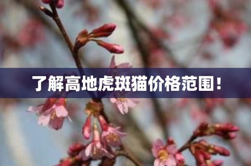 了解高地虎斑猫价格范围！