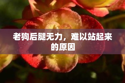 老狗后腿无力，难以站起来的原因