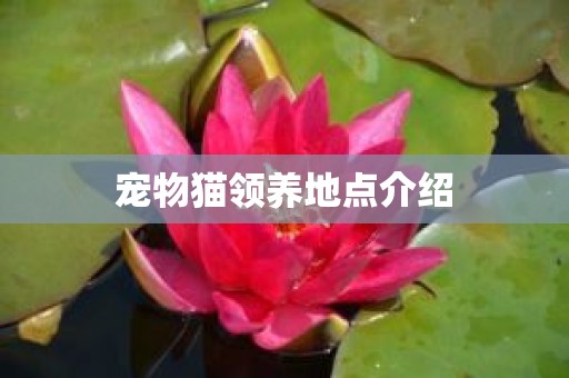 宠物猫领养地点介绍