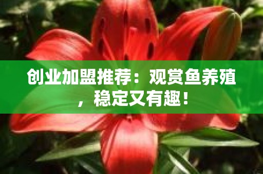 创业加盟推荐：观赏鱼养殖，稳定又有趣！