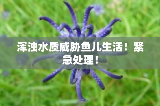 浑浊水质威胁鱼儿生活！紧急处理！