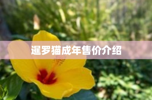 暹罗猫成年售价介绍