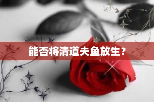 能否将清道夫鱼放生？