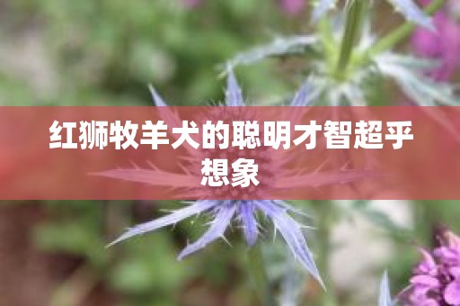 红狮牧羊犬的聪明才智超乎想象