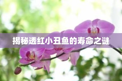 揭秘透红小丑鱼的寿命之谜