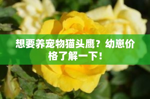 想要养宠物猫头鹰？幼崽价格了解一下！