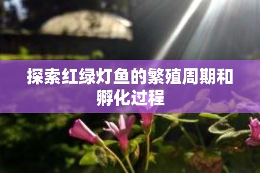 探索红绿灯鱼的繁殖周期和孵化过程