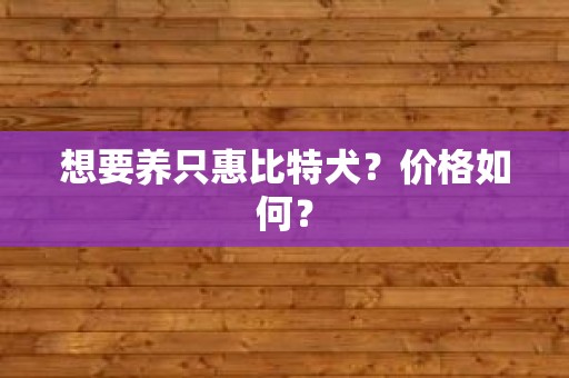 想要养只惠比特犬？价格如何？