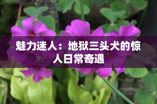 魅力迷人：地狱三头犬的惊人日常奇遇