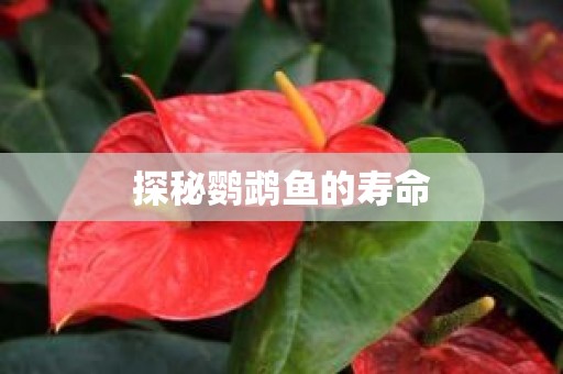 探秘鹦鹉鱼的寿命