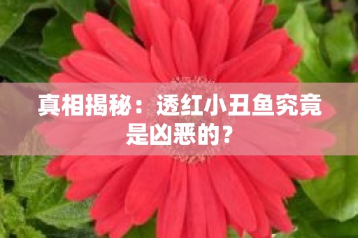 真相揭秘：透红小丑鱼究竟是凶恶的？
