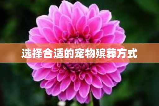选择合适的宠物殡葬方式