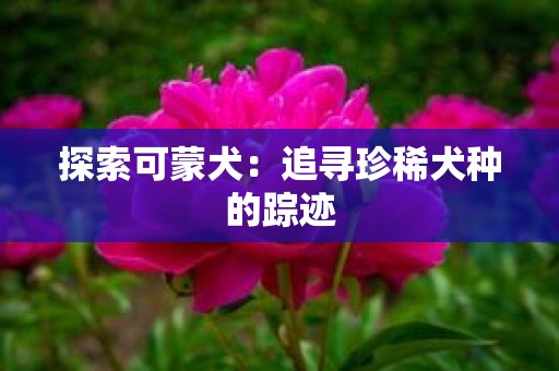 探索可蒙犬：追寻珍稀犬种的踪迹
