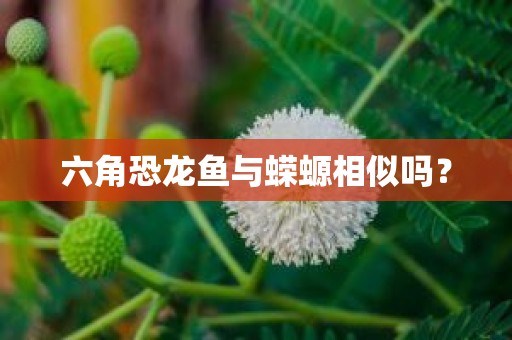 六角恐龙鱼与蝾螈相似吗？