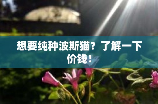 想要纯种波斯猫？了解一下价钱！