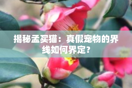 揭秘孟买猫：真假宠物的界线如何界定？