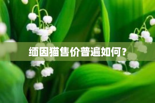 缅因猫售价普遍如何？