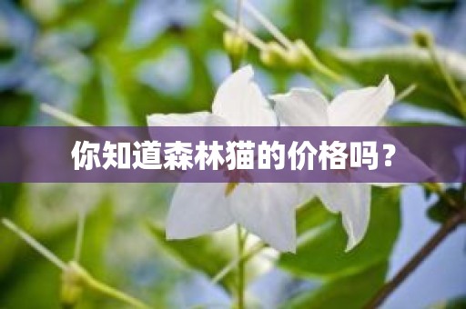你知道森林猫的价格吗？