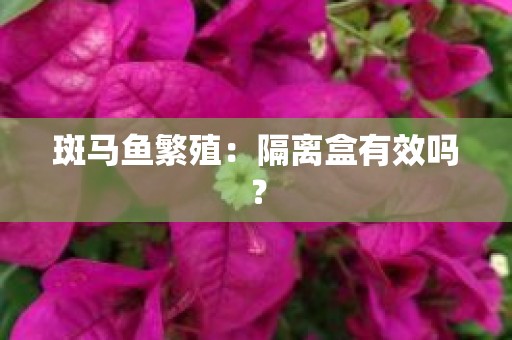 斑马鱼繁殖：隔离盒有效吗？