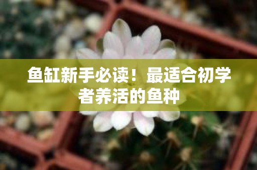 鱼缸新手必读！最适合初学者养活的鱼种