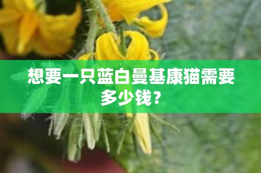 想要一只蓝白曼基康猫需要多少钱？