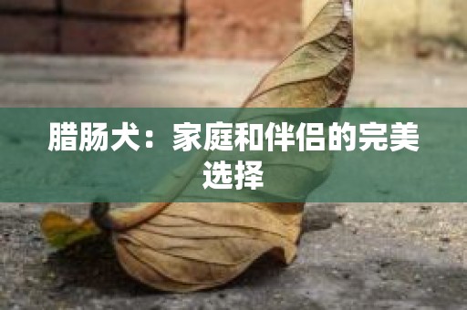 腊肠犬：家庭和伴侣的完美选择
