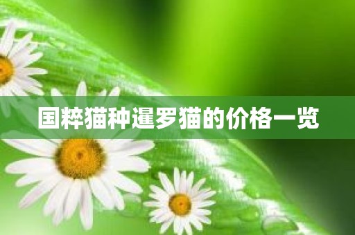 国粹猫种暹罗猫的价格一览