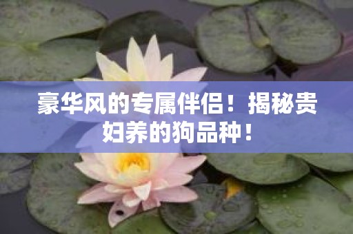 豪华风的专属伴侣！揭秘贵妇养的狗品种！