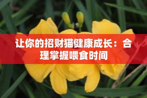 让你的招财猫健康成长：合理掌握喂食时间
