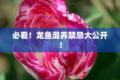 必看！龙鱼混养禁忌大公开！