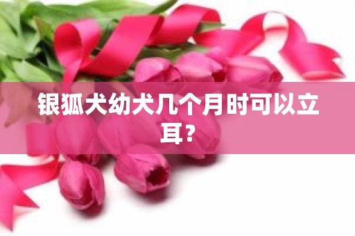 银狐犬幼犬几个月时可以立耳？