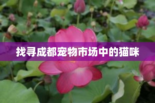找寻成都宠物市场中的猫咪